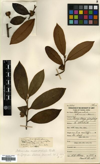 Adinandra macrosepala F.P.Metcalf