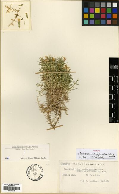 Acanthophyllum xanthoporphyranthum Hedge & Wendelbo