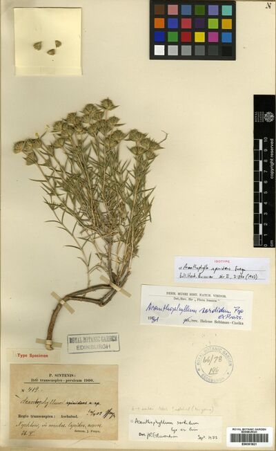 Acanthophyllum spinidens Freyn