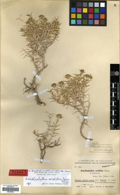Acanthophyllum sordidum Bunge ex Boiss.