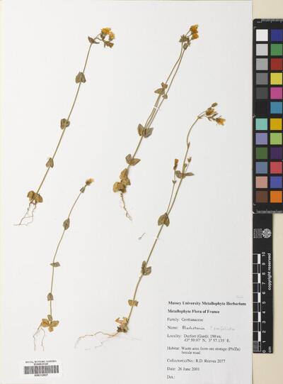 Blackstonia perfoliata (L.) Hudson