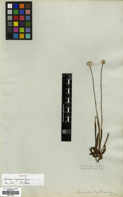 Eriocaulon robusto-brownianum Ruhland