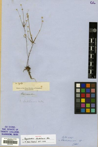 Syngonanthus bisumbellatus (Steud.) Ruhland