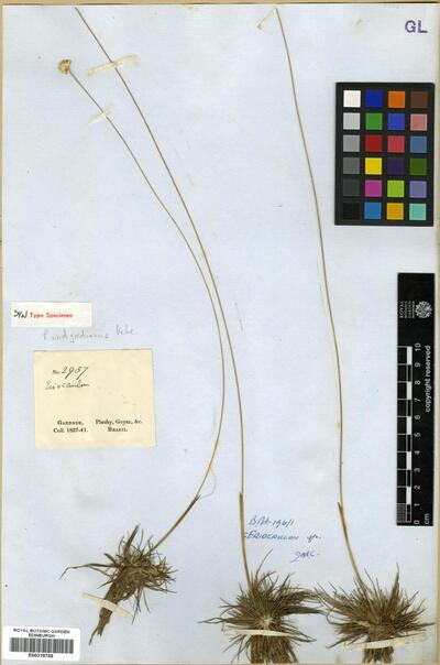 Syngonanthus widgrenianus Ruhland