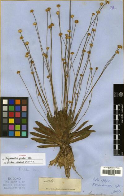 Syngonanthus pulcher Ruhland