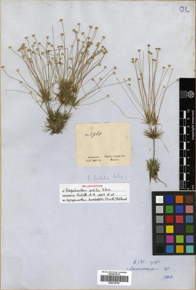 Syngonanthus humboldtii (Kunth) Ruhland