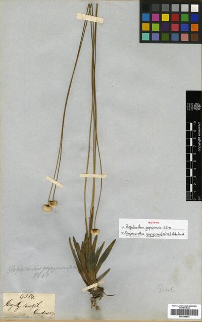 Syngonanthus goyazenis Ruhland