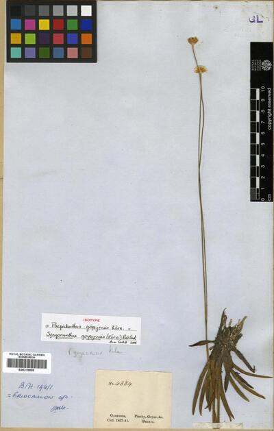 Syngonanthus goyazenis Ruhland