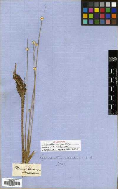 Syngonanthus appressus (Körn.) Ruhland