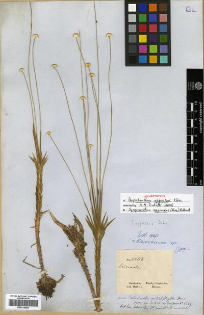 Syngonanthus appressus (Körn.) Ruhland