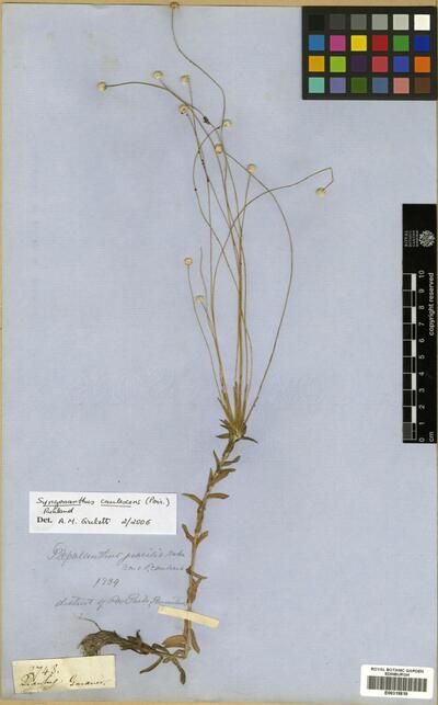 Syngonanthus caulescens Ruhland
