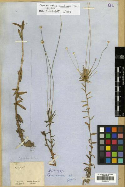 Syngonanthus caulescens Ruhland