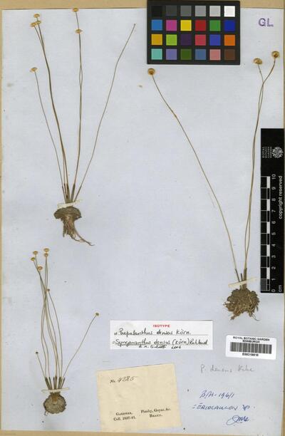 Syngonanthus densus Ruhland