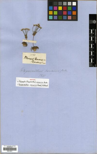 Syngonanthus arenarius Ruhland