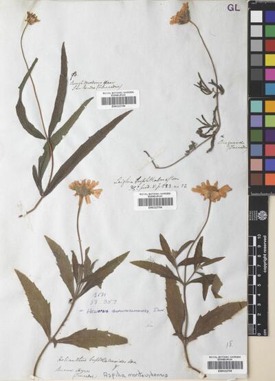 Wedelia montevidensis (Spreng.) B.L.Turner