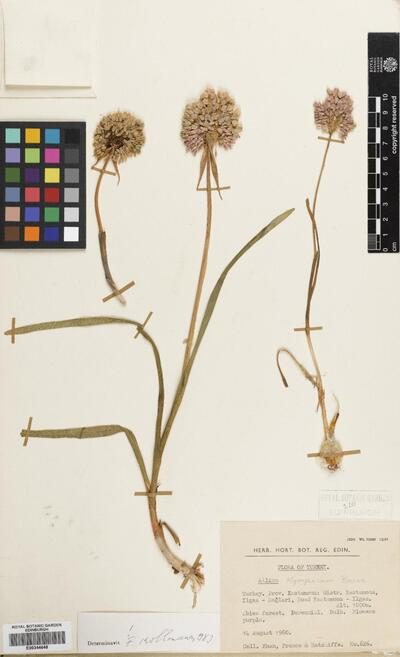 Allium olympicum Boiss.