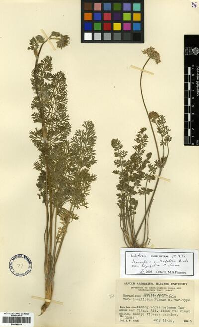 Heracleum millefolium var. longilobum C. Norman