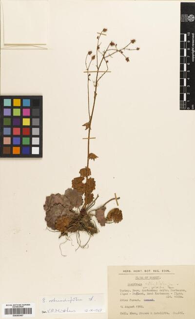 Saxifraga rotundifolia var. geioides Griseb.