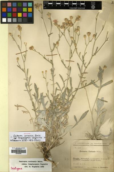 Centaurea cariensis subsp. longipapposa Wagenitz