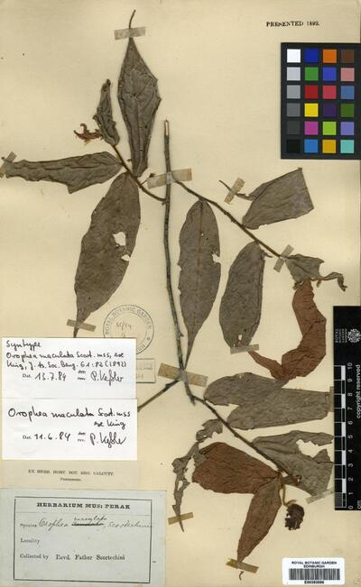 Orophea maculata Scort. ex King