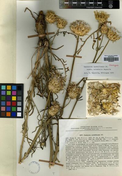 Centaurea carduiformis subsp. orientalis Wagenitz
