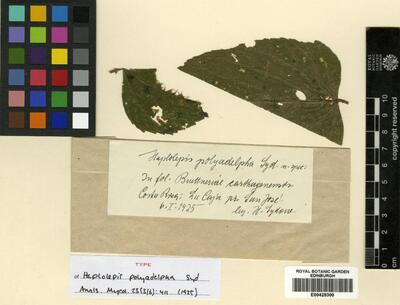 Haplolepis polyadelpha Syd.
