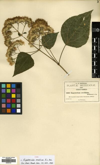 Bartlettina oresbia (B.L. Rob.) R.M. King & H. Rob.