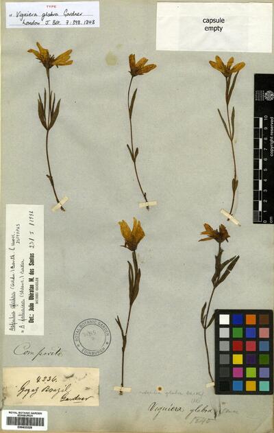 Wedelia foliacea (Spreng.) B.L. Turner