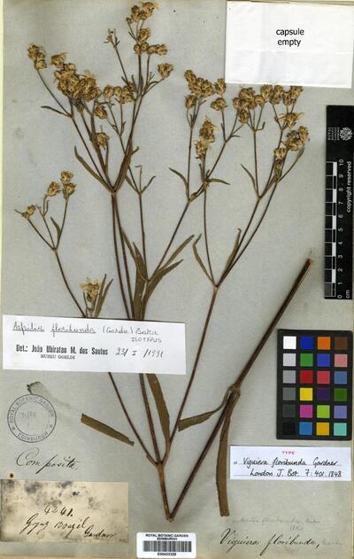 Wedelia floribunda (Gardner) B.L.Turner