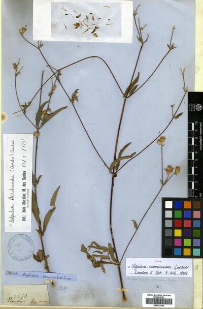 Wedelia floribunda (Gardner) B.L.Turner