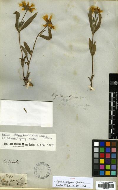 Wedelia foliacea (Spreng.) B.L. Turner