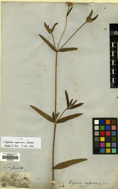 Wedelia attenuata (Gardner) B.L.Turner
