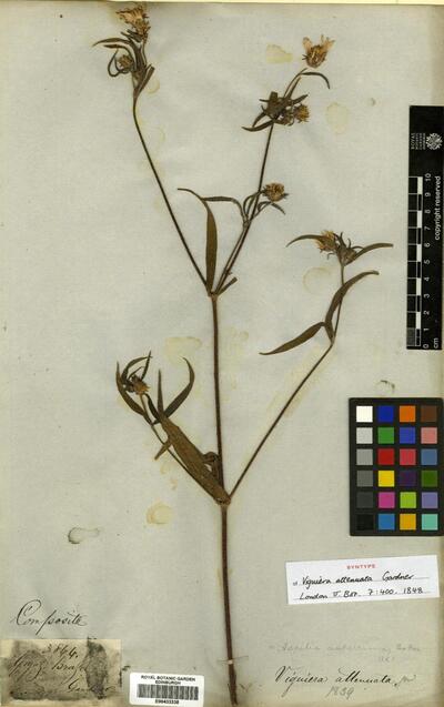 Wedelia attenuata (Gardner) B.L.Turner