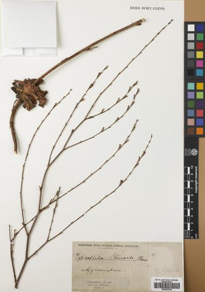 Acanthophyllum stewartii (Thomson ex Edgew. & Hook.f.) Barkoudah