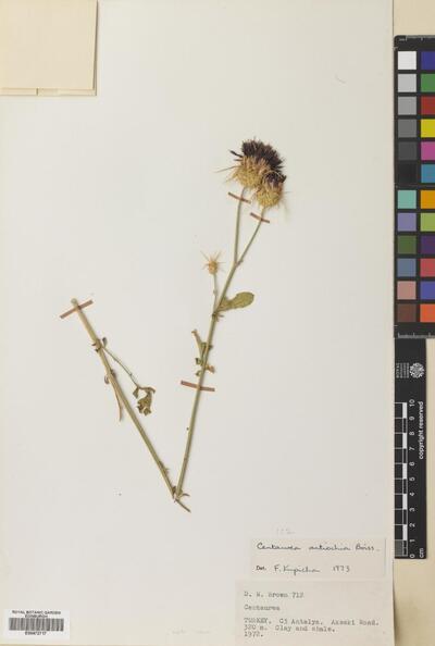 Centaurea antiochia Boiss.