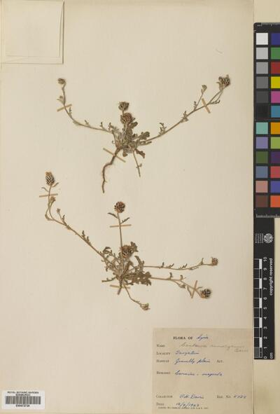 Centaurea ammocyanus Boiss.