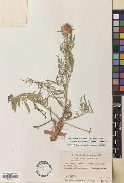 Centaurea aucheri subsp. szowitsii (Boiss.) Wagen.