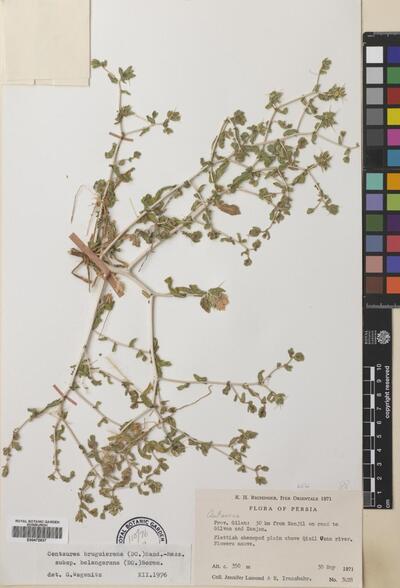 Centaurea bruguierana subsp. belangeriana (DC.) Bornm.