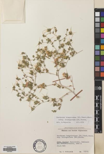 Centaurea bruguierana subsp. belangeriana (DC.) Bornm.