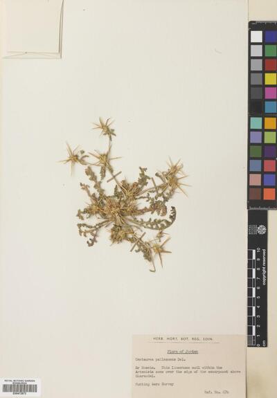 Centaurea pallescens Delile