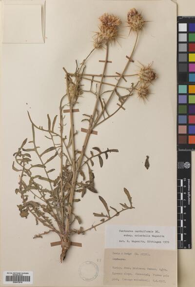 Centaurea carduiformis subsp. orientalis Wagenitz