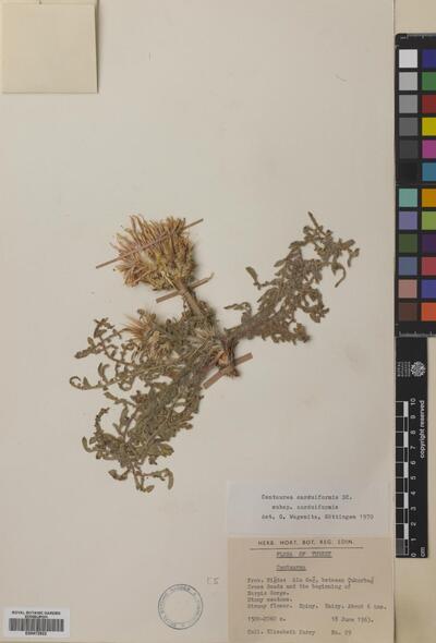 Centaurea carduiformis var. carduiformis