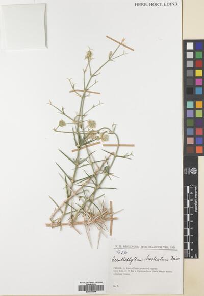 Acanthophyllum bracteatum Boiss.