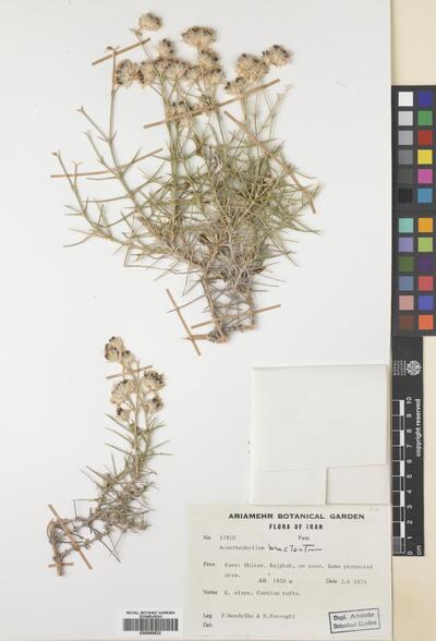 Acanthophyllum bracteatum Boiss.