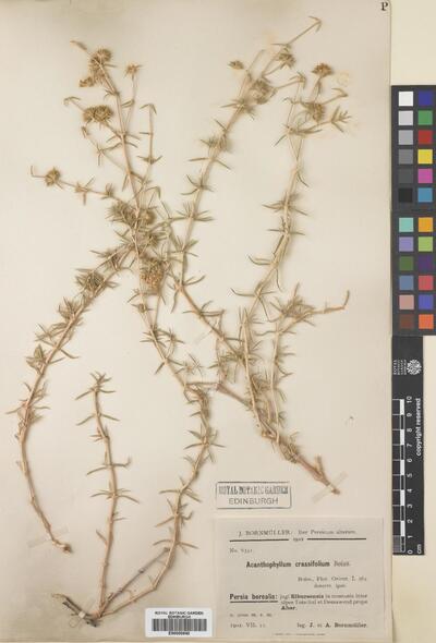 Acanthophyllum crassifolium Boiss.