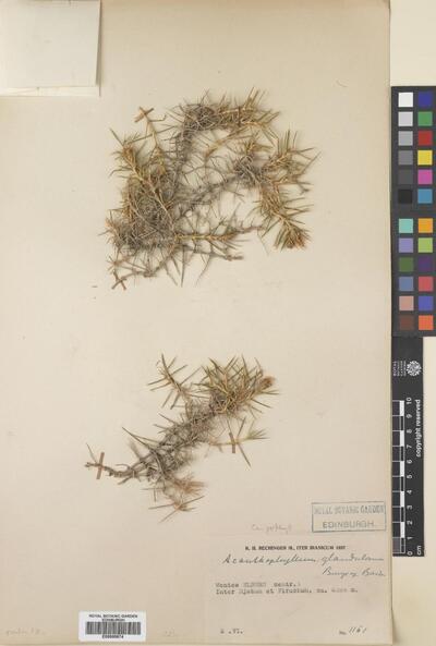 Acanthophyllum glandulosum Bunge ex Boiss.
