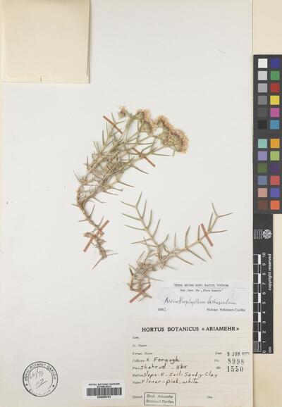 Acanthophyllum laxiusculum Schiman-Czeika