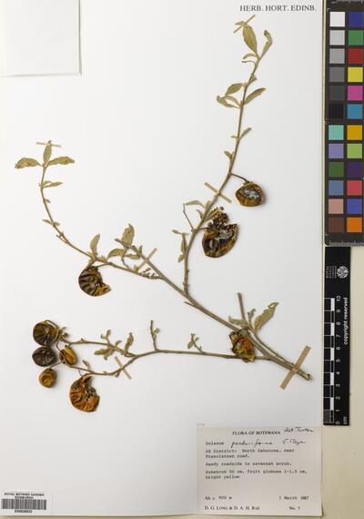 Solanum panduriforme Drège ex Dunal