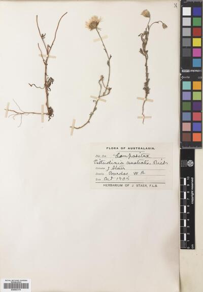 Vittadinia australis A.Rich.