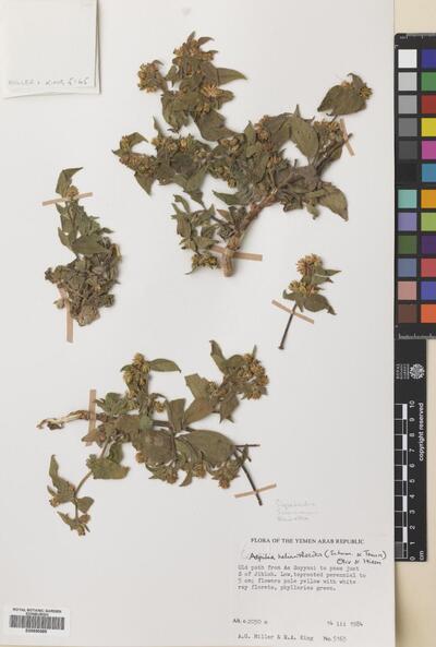Wedelia helianthoides Kunth